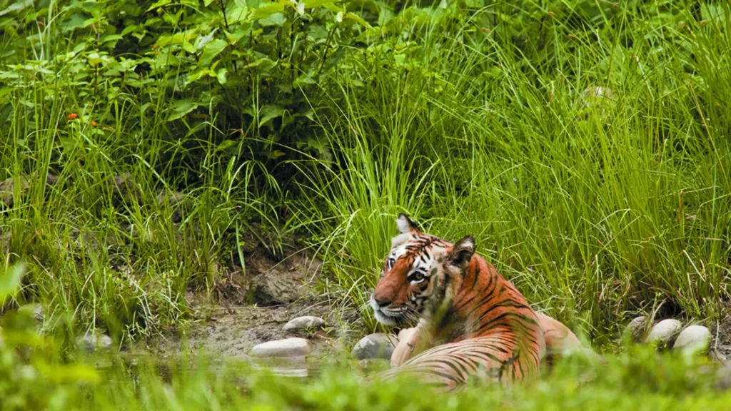 Kanha National Park